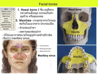 Facial bones
1. Nasal bone 2 ชิ้น อยู่ที่ตรง
กลางส่วนดั้งจมูก บรรจบกันทำา
มุมป้าน หรือมุมแหลม
2. Maxillae- กระดูกขากรรไกรบน
ต่อกันในแนวกลาง ประกอบเป็น
- ส่วนของเบ้าตา
- เพดานของช่องปาก
Maxilla
- มีโพรงอากาศขนาดใหญ่รูปร่างคล้ายปิรามิด
เรียกว่า maxillary sinus
Maxillary sinus
Maxilla
Nasal bone
 