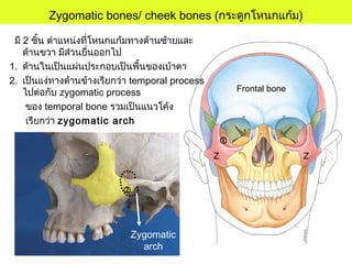 Z Z

Frontal bone
Zygomatic bones/ cheek bones (กระดูกโหนกแก้ม)
มี 2 ชิ้น ตำาแหน่งที่โหนกแก้มทางด้านซ้ายและ
ด้านขวา มีส่วนยื่นออกไป
1. ด้านในเป็นแผ่นประกอบเป็นพื้นของเบ้าตา
2. เป็นแง่ทางด้านข้างเรียกว่า temporal process
ไปต่อกับ zygomatic process
ของ temporal bone รวมเป็นแนวโค้ง
เรียกว่า zygomatic arch
Zygomatic
arch

 