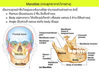 Mandible (กระดูกขากรรไกรล่าง)
เป็นกระดูกหน้าชิ้นใหญ่และแข็งแรงที่สุด ประกอบด้วยส่วนต่างๆ ดังนี้
» Ramus เป็นแผ่นแบน 2 ชิ้น ยื่นขึ้นข้างบน
» Body อยู่ตรงกลาง โค้งเป็นรูปเกือกม้า เชื่อมต่อ ramus 2 ด้าน มีฟันล่างอยู่
» Angle เป็นส่วนที่ ramus ต่อกับ body เป็นมุม
Frontal bone
Maxilla
Mandible
Ramus
Body
 
