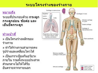 หมายถึง
ระบบที่ประกอบด้วย กระดูก
กระดูกอ่อน ข้อต่อ และ
เอ็นยึดกระดูก
ทำาหน้าที่
» เป็นโครงร่างหลักของ
ร่างกาย
» ทำาให้ร่างกายสามารถคง
รูปร่างและเคลื่อนไหวได้
» เป็นเกราะป้องกันอวัยวะ
ภายใน รวมทั้งระบบประสาท
ส่วนกลางไม่ให้ได้รับ
อันตรายจากภายนอก
ระบบโครงร่างของร่างกาย
 