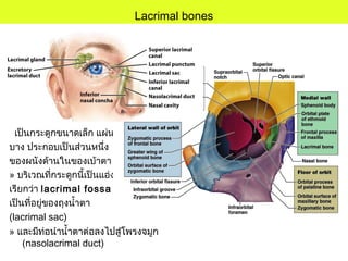 Lacrimal bones
เป็นกระดูกขนาดเล็ก แผ่น
บาง ประกอบเป็นส่วนหนึ่ง
ของผนังด้านในของเบ้าตา
» บริเวณที่กระดูกนี้เป็นแอ่ง
เรียกว่า lacrimal fossa
เป็นที่อยู่ของถุงนำ้าตา
(lacrimal sac)
» และมีท่อนำานำ้าตาต่อลงไปสู่โพรงจมูก
(nasolacrimal duct)
 