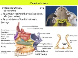 ภาพผนังโพรง
จมูกด้านนอก
Palatine bones
มีรูปร่างเหมือนอักษร L ส่วน
ของกระดูกคือ
» ในแนวนอนจะประกอบเป็นส่วนหลังของเพดาน
แข็ง (hard palate)
» ในแนวตั้งประกอบเป็นผนังด้านข้างของ
โพรงจมูก
Palatine
Palatine
 