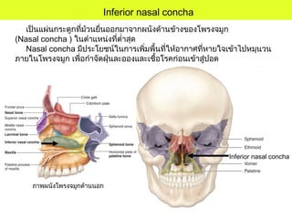 ภาพผนังโพรงจมูกด้านนอก
Inferior nasal concha
เป็นแผ่นกระดูกที่ม้วนยื่นออกมาจากผนังด้านข้างของโพรงจมูก
(Nasal concha ) ในตำาแหน่งที่ตำ่าสุด
Nasal concha มีประโยชน์ในการเพิ่มพื้นที่ให้อากาศที่หายใจเข้าไปหมุนวน
ภายในโพรงจมูก เพื่อกำาจัดฝุ่นละอองและเชื้อโรคก่อนเข้าสู่ปอด
Inferior nasal concha
 