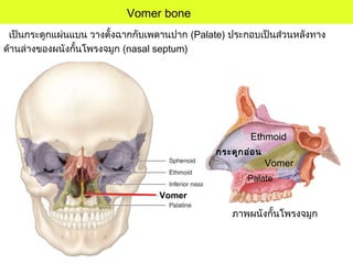 เป็นกระดูกแผ่นแบน วางตั้งฉากกับเพดานปาก (Palate) ประกอบเป็นส่วนหลังทาง
ด้านล่างของผนังกั้นโพรงจมูก (nasal septum)
Vomer bone
Vomer
ภาพผนังกั้นโพรงจมูก
Ethmoid
Vomer
กระดูกอ่อน
Palate
 