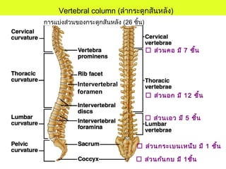 Vertebral column (ลำากระดูกสันหลัง)
การแบ่งส่วนของกระดูกสันหลัง (26 ชิ้น)
 ส่วนคอ มี 7 ชิ้น
 ส่วนอก มี 12 ชิ้น
 ส่วนเอว มี 5 ชิ้น
 ส่วนกระเบนเหน็บ มี 1 ชิ้น
 ส่วนก้นกบ มี 1ชิ้น
Intervertebral
foramen
 