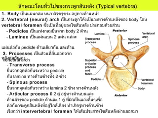 ลักษณะโดยทั่วไปของกระดูกสันหลัง (Typical vertebra)
1. Body เป็นแผ่นกลม หนา ผิวขรุขระ อยู่ทางด้านหน้า
2. Vertebral (neural) arch เป็นกระดูกโค้งเป็นวงทางด้านหลังของ body โอบ
vertebral foramen ซึ่งเป็นที่อยู่ของไขสันหลัง ประกอบด้วยส่วน
- Pedicles เป็นแท่งกลมยื่นจาก body 2 ด้าน
- Laminae เป็นแผ่นแบน 2 แผ่น แต่ละ
แผ่นต่อกับ pedicle ด้านเดียวกัน และด้าน
หลังต่อกันเอง
3. Processes เป็นส่วนที่ยื่นออกจาก
vertebral arch
- Transverse process
ยื่นจากจุดต่อกันระหว่าง pedicle
กับ lamina ทางด้านข้างทั้ง 2 ข้าง
- Spinous process
ยื่นจากจุดต่อกันระหว่าง lamina 2 ข้าง ทางด้านหลัง
- Articular process มี 2 คู่ อยู่ทางด้านบนและ
ด้านล่างของ pedicle ด้านละ 1 คู่ ที่ผิวเป็นแอ่งตื้นๆเพื่อ
ต่อกับกระดูกสันหลังที่อยู่ใกล้เคียง ทำาเกิดรูทางด้านข้าง
เรียกว่า intervertebral foramen ให้เส้นประสาทไขสันหลังผ่านออกมา
 