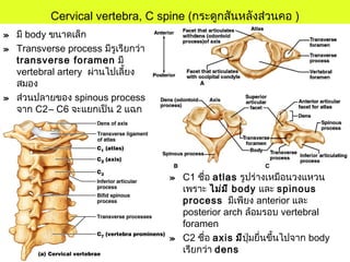Cervical vertebra, C spine (กระดูกสันหลังส่วนคอ )
» มี body ขนาดเล็ก
» Transverse process มีรูเรียกว่า
transverse foramen มี
vertebral artery ผ่านไปเลี้ยง
สมอง
» ส่วนปลายของ spinous process
จาก C2– C6 จะแยกเป็น 2 แฉก
» C1 ชื่อ atlas รูปร่างเหมือนวงแหวน
เพราะ ไม่มี body และ spinous
process มีเพียง anterior และ
posterior arch ล้อมรอบ vertebral
foramen
» C2 ชื่อ axis มีปุ่มยื่นขึ้นไปจาก body
เรียกว่า dens
 