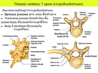 costal facet
Demifacet for
head of rib
มีขนาดกลางแต่ใหญ่กว่ากระดูกสันหลังส่วนคอ
» Spinous process ยาว แหลม ชี้ลงด้านล่าง
» Transverse process มีแอ่งผิวเรียบ ตื้น
(costal facet) เป็นรอยต่อกับกระดูกซี่โครง
» Body มี demifacet เป็นรอยต่อกับ
กระดูกซี่โครง
Thoracic vertebra, T spine (กระดูกสันหลังส่วนอก)
 