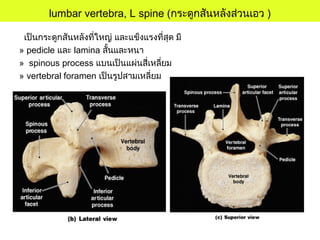 lumbar vertebra, L spine (กระดูกสันหลังส่วนเอว )
เป็นกระดูกสันหลังที่ใหญ่ และแข็งแรงที่สุด มี
» pedicle และ lamina สั้นและหนา
» spinous process แบนเป็นแผ่นสี่เหลี่ยม
» vertebral foramen เป็นรูปสามเหลี่ยม
 