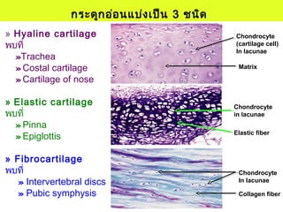 กระดูกอ่อนแบ่งเป็น 3 ชนิด
» Hyaline cartilage
พบที่
»Trachea
» Costal cartilage
» Cartilage of nose
» Elastic cartilage
พบที่
» Pinna
» Epiglottis
» Fibrocartilage
พบที่
» Intervertebral discs
» Pubic symphysis
Chondrocyte
In lacunae
Collagen fiber
Chondrocyte
(cartilage cell)
In lacunae
Matrix
Chondrocyte
in lacunae
Elastic fiber
 