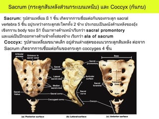 Sacrum: รูปสามเหลี่ยม มี 1 ชิ้น เกิดจากการเชื่อมต่อกันของกระดูก sacral
vertebra 5 ชิ้น อยู่ระหว่างกระดูกสะโพกทั้ง 2 ข้าง ประกอบเป็นผนังด้านหลังของอุ้ง
เชิงกราน body ของ S1 ยื่นมาทางด้านหน้าเรียกว่า sacral promontory
และแผ่เป็นปีกออกทางด้านข้างทั้งสองข้าง เรียกว่า ala of sacrum
Sacrum (กระดูกสันหลังส่วนกระเบนเหน็บ) และ Coccyx (ก้นกบ)
Coccyx: รูปสามเหลี่ยมขนาดเล็ก อยู่ส่วนล่างสุดของแนวกระดูกสันหลัง ต่อจาก
Sacrum เกิดจากการเชื่อมต่อกันของกระดูก coccyges 4 ชิ้น
 