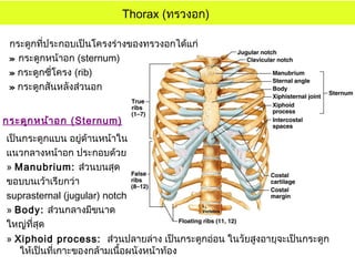 กระดูกที่ประกอบเป็นโครงร่างของทรวงอกได้แก่
» กระดูกหน้าอก (sternum)
» กระดูกซี่โครง (rib)
» กระดูกสันหลังส่วนอก
Thorax (ทรวงอก)
กระดูกหน้าอก (Sternum)
เป็นกระดูกแบน อยู่ด้านหน้าใน
แนวกลางหน้าอก ประกอบด้วย
» Manubrium: ส่วนบนสุด
ขอบบนเว้าเรียกว่า
suprasternal (jugular) notch
» Body: ส่วนกลางมีขนาด
ใหญ่ที่สุด
» Xiphoid process: ส่วนปลายล่าง เป็นกระดูกอ่อน ในวัยสูงอายุจะเป็นกระดูก
ให้เป็นที่เกาะของกล้ามเนื้อผนังหน้าท้อง
 