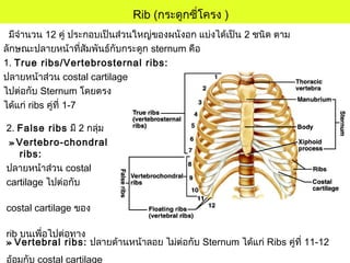 Rib (กระดูกซี่โครง )
มีจำานวน 12 คู่ ประกอบเป็นส่วนใหญ่ของผนังอก แบ่งได้เป็น 2 ชนิด ตาม
ลักษณะปลายหน้าที่สัมพันธ์กับกระดูก sternum คือ
1. True ribs/Vertebrosternal ribs:
ปลายหน้าส่วน costal cartilage
ไปต่อกับ Sternum โดยตรง
ได้แก่ ribs คู่ที่ 1-7
2. False ribs มี 2 กลุ่ม
» Vertebro-chondral
ribs:
ปลายหน้าส่วน costal
cartilage ไปต่อกับ
costal cartilage ของ
rib บนเพื่อไปต่อทาง
อ้อมกับ costal cartilage
» Vertebral ribs: ปลายด้านหน้าลอย ไม่ต่อกับ Sternum ได้แก่ Ribs คู่ที่ 11-12
 
