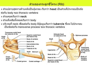 ส่วนของกระดูกซี่โครง (Rib)
» ส่วนปลายสุดทางด้านหลังเป็นปุ่มกลม เรียกว่า head เป็นส่วนที่ประกอบเป็นข้อ
ต่อกับ body ของ thoracic vertebra
» ส่วนคอดเรียกว่า neck
» ส่วนที่เหลือทั้งหมดเรียกว่า body
» บริเวณที่ neck เชื่อมต่อกับ body มีปุ่มนูนเรียกว่า tubercle ซึ่งจะไปประกอบ
เป็นข้อต่อกับ transverse process ของ thoracic vertebra
 
