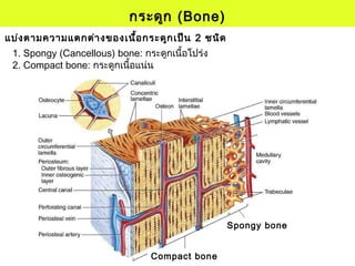 กระดูก (Bone)
1. Spongy (Cancellous) bone: กระดูกเนื้อโปร่ง
2. Compact bone: กระดูกเนื้อแน่น
แบ่งตามความแตกต่างของเนื้อกระดูกเป็น 2 ชนิด
Spongy bone
Compact bone
 
