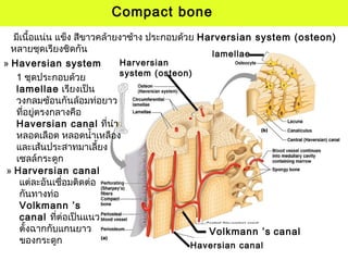 Harversian
system (osteon)
lamellae
Haversian canal
Volkmann ’s canal
Compact bone
» Harversian canal
แต่ละอันเชื่อมติดต่อ
กันทางท่อ
Volkmann ’s
canal ที่ต่อเป็นแนว
ตั้งฉากกับแกนยาว
ของกระดูก
มีเนื้อแน่น แข็ง สีขาวคล้ายงาช้าง ประกอบด้วย Harversian system (osteon)
หลายชุดเรียงชิดกัน
» Haversian system
1 ชุดประกอบด้วย
lamellae เรียงเป็น
วงกลมซ้อนกันล้อมท่อยาว
ที่อยู่ตรงกลางคือ
Haversian canal ที่นำา
หลอดเลือด หลอดนำ้าเหลือง
และเส้นประสาทมาเลี้ยง
เซลล์กระดูก
 