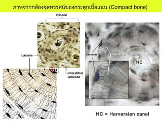 ภาพจากกล้องจุลทรรศน์ของกระดูกเนื้อแน่น (Compact bone)
HC
HC
HC = Harversian canal
HC
HC
 