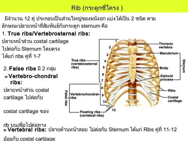 Vertebrosternal Ribs