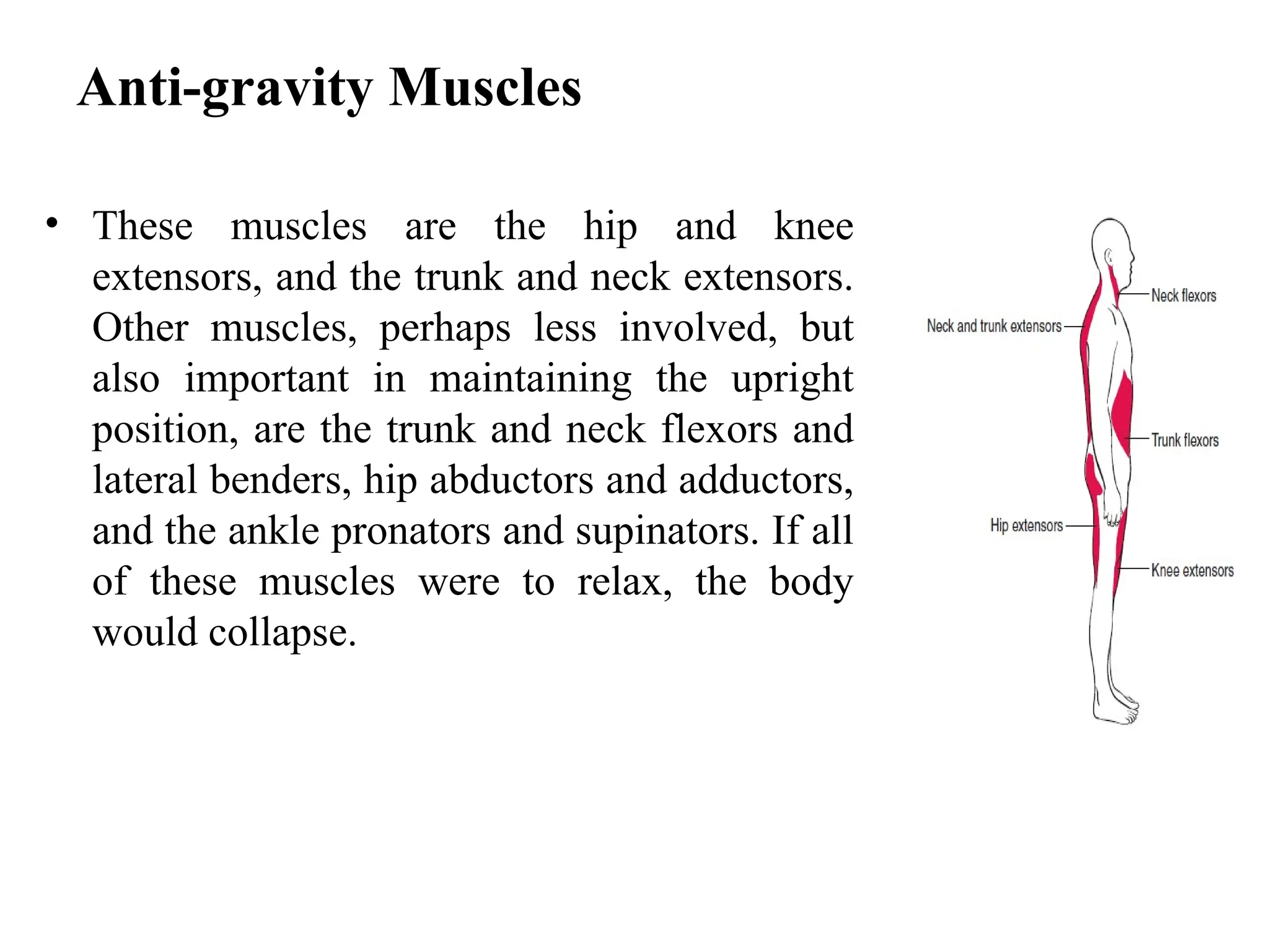 Anti-gravity Muscles
• These muscles are the hip and knee
extensors, and the trunk and neck extensors.
Other muscles, perhaps less involved, but
also important in maintaining the upright
position, are the trunk and neck flexors and
lateral benders, hip abductors and adductors,
and the ankle pronators and supinators. If all
of these muscles were to relax, the body
would collapse.
 