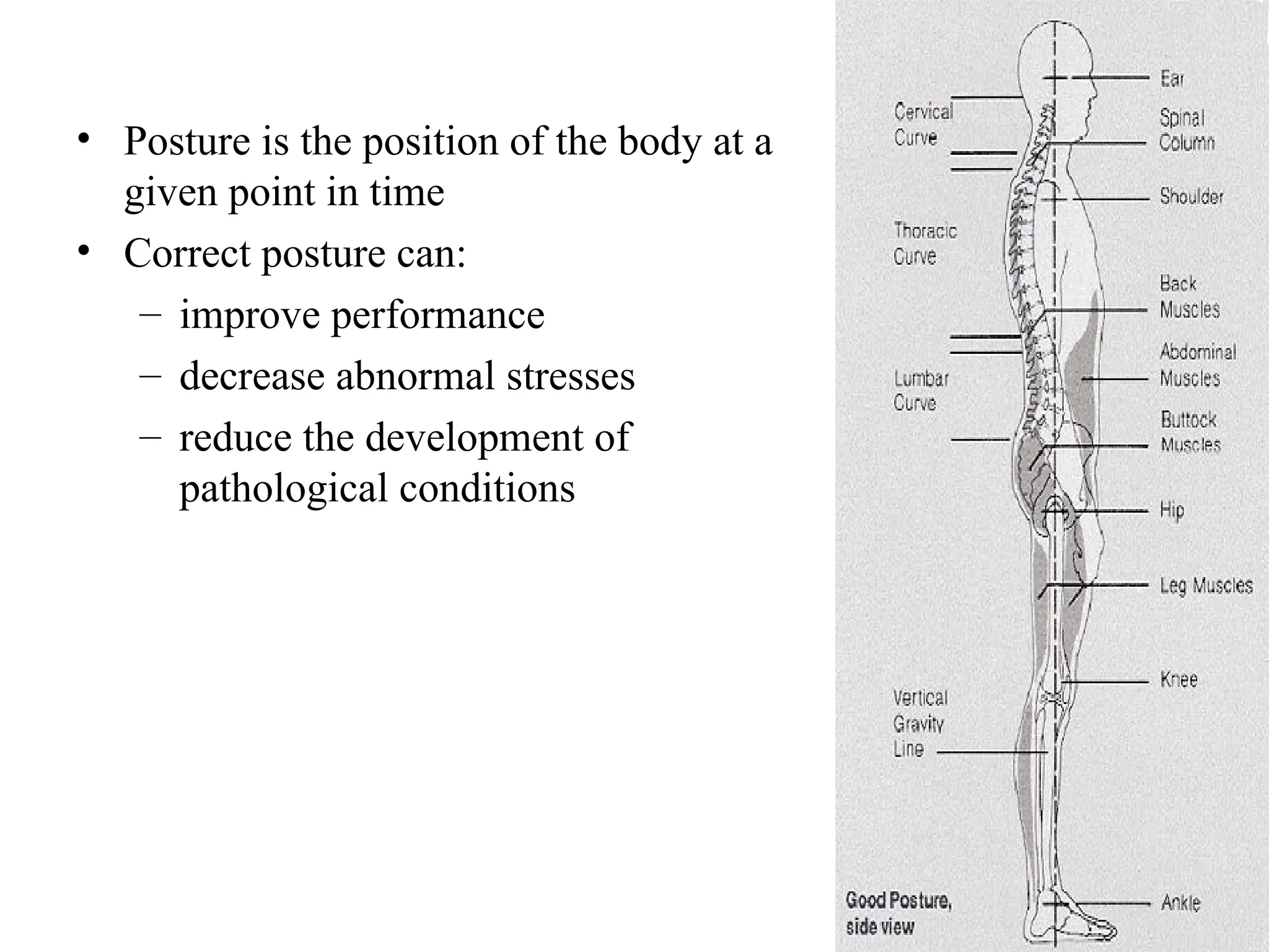• Posture is the position of the body at a
given point in time
• Correct posture can:
– improve performance
– decrease abnormal stresses
– reduce the development of
pathological conditions
 