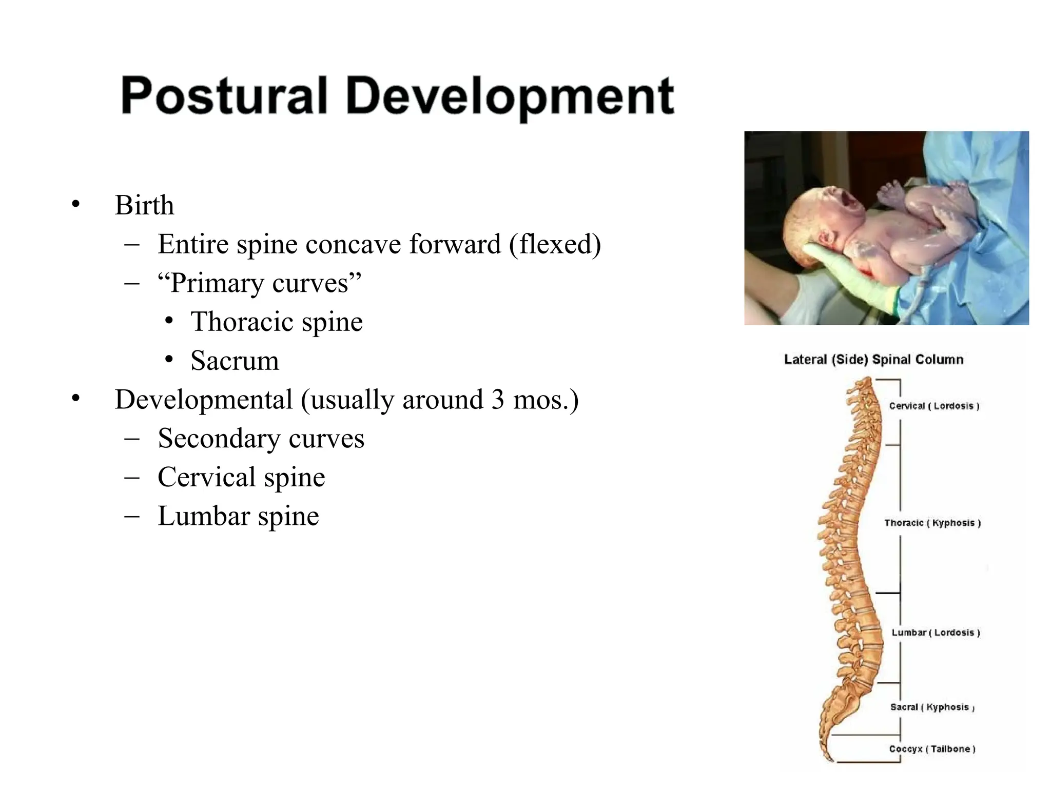 • Birth
– Entire spine concave forward (flexed)
– “Primary curves”
• Thoracic spine
• Sacrum
• Developmental (usually around 3 mos.)
– Secondary curves
– Cervical spine
– Lumbar spine
 