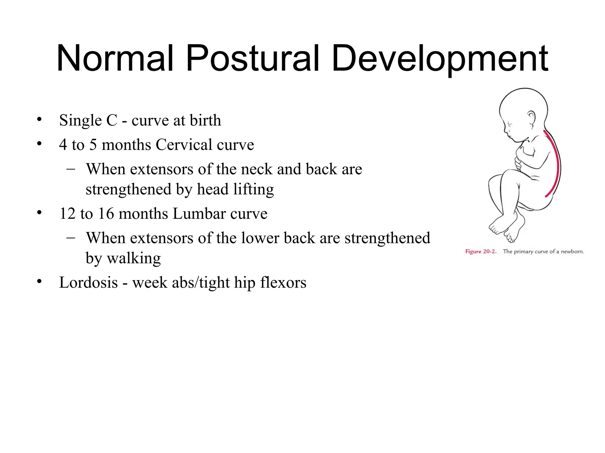 Normal Postural Development
• Single C - curve at birth
• 4 to 5 months Cervical curve
– When extensors of the neck and back are
strengthened by head lifting
• 12 to 16 months Lumbar curve
– When extensors of the lower back are strengthened
by walking
• Lordosis - week abs/tight hip flexors
 