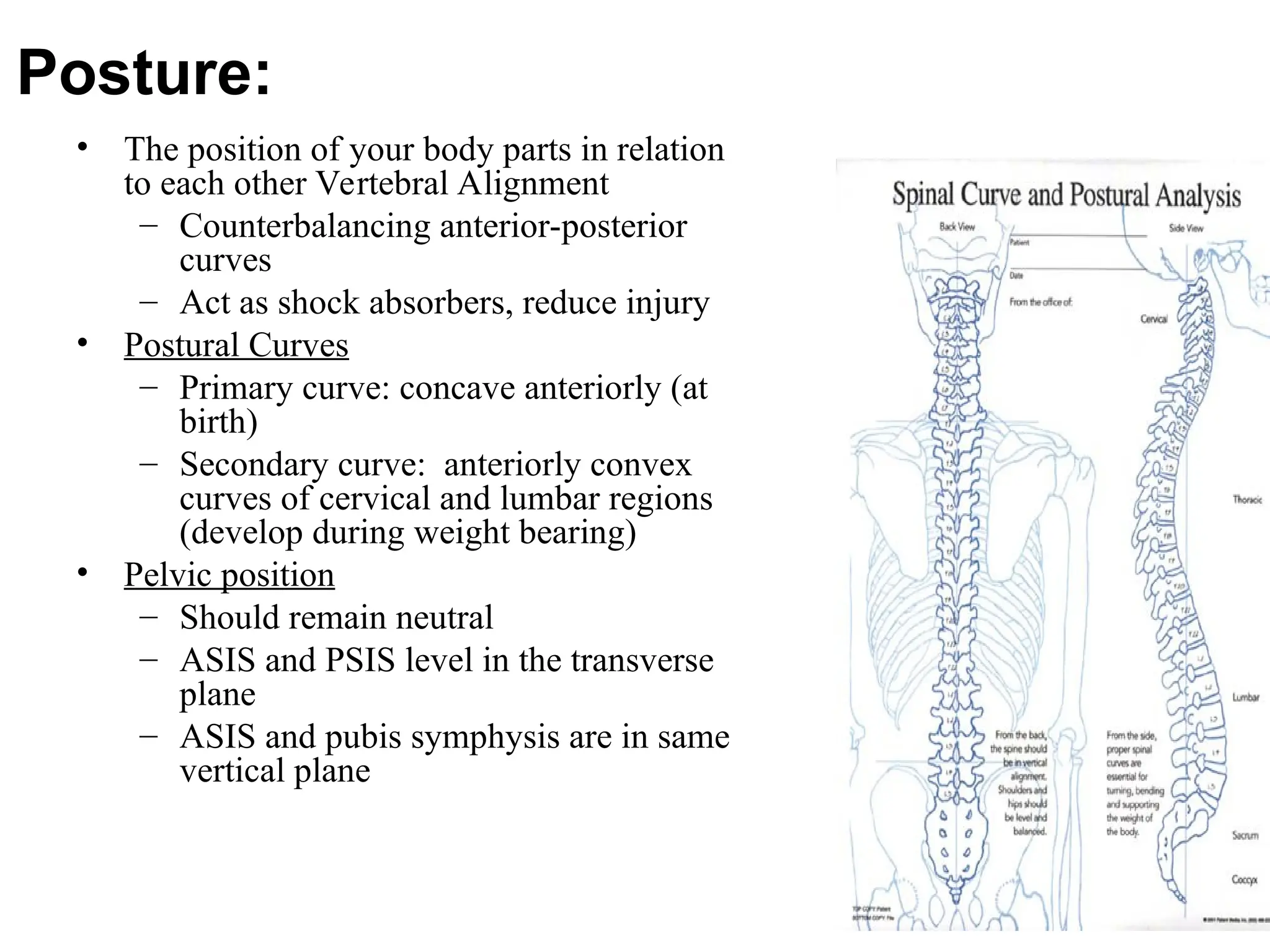 Posture:
• The position of your body parts in relation
to each other Vertebral Alignment
– Counterbalancing anterior-posterior
curves
– Act as shock absorbers, reduce injury
• Postural Curves
– Primary curve: concave anteriorly (at
birth)
– Secondary curve: anteriorly convex
curves of cervical and lumbar regions
(develop during weight bearing)
• Pelvic position
– Should remain neutral
– ASIS and PSIS level in the transverse
plane
– ASIS and pubis symphysis are in same
vertical plane
 