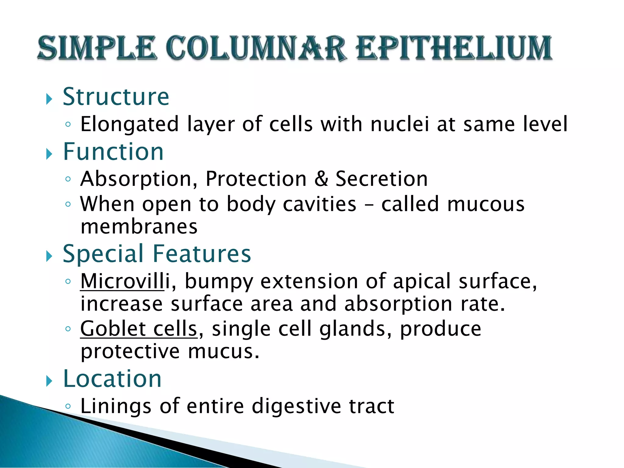 Epithelial Tissue Lecture 3 | PDF