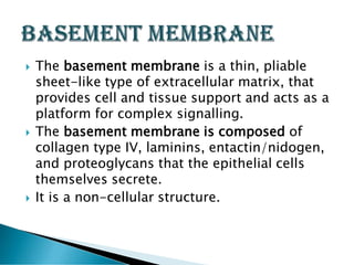 Epithelial Tissue Lecture 3 | PDF