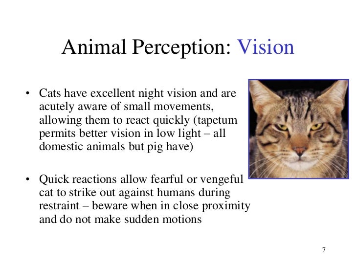 Do Dogs Or Cats Have Better Vision Do Dogs Or Cats Have Better Vision