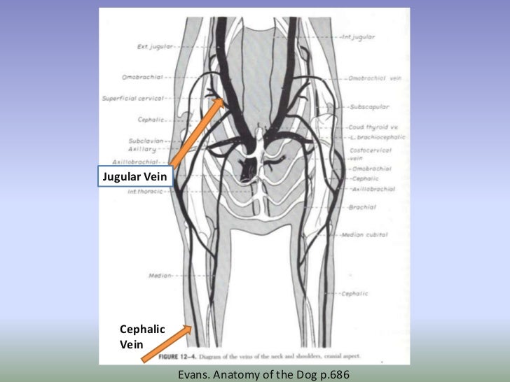 cephalic vein puncture – gothing cephalic vein puncture – gothing, Cephalic Vein