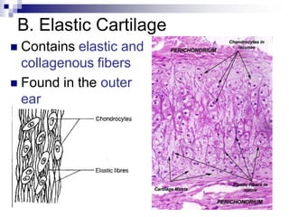 Lecture 5 Connective Tissues | PDF