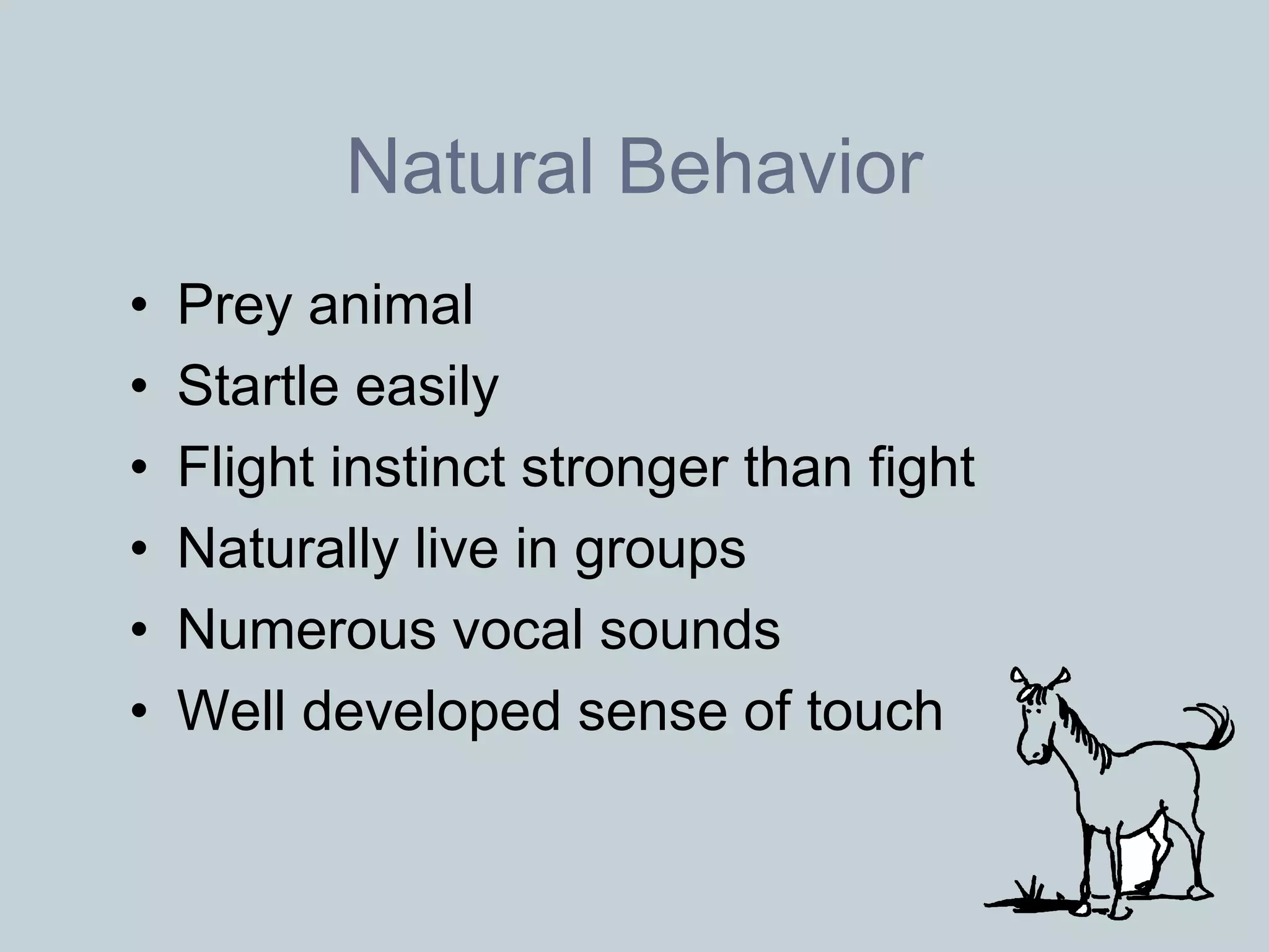 Natural Behavior
•   Prey animal
•   Startle easily
•   Flight instinct stronger than fight
•   Naturally live in groups
•   Numerous vocal sounds
•   Well developed sense of touch
 
