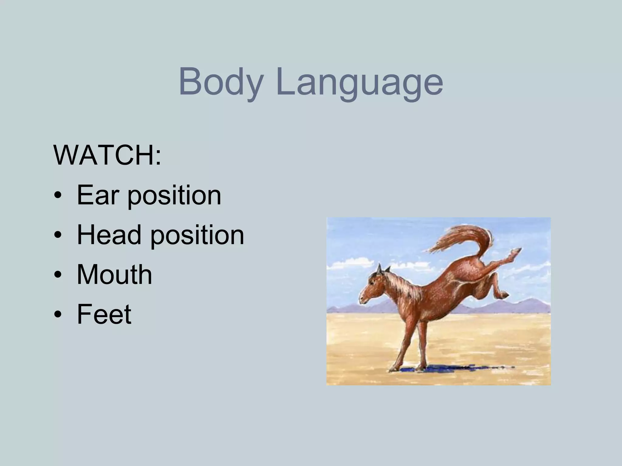 Body Language
WATCH:
• Ear position
• Head position
• Mouth
• Feet
 