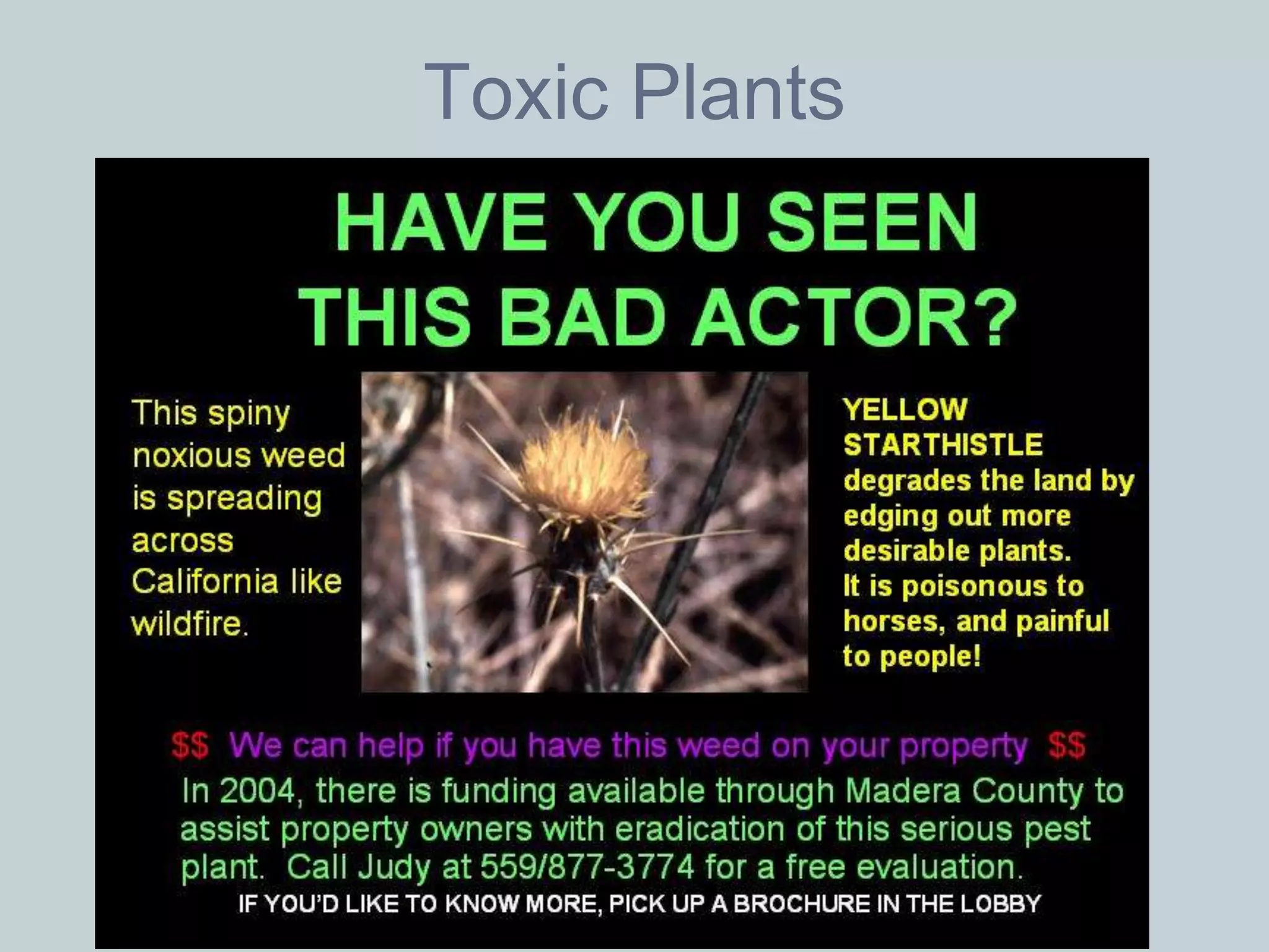 Toxic Plants

• Yellow Star Thistle
 