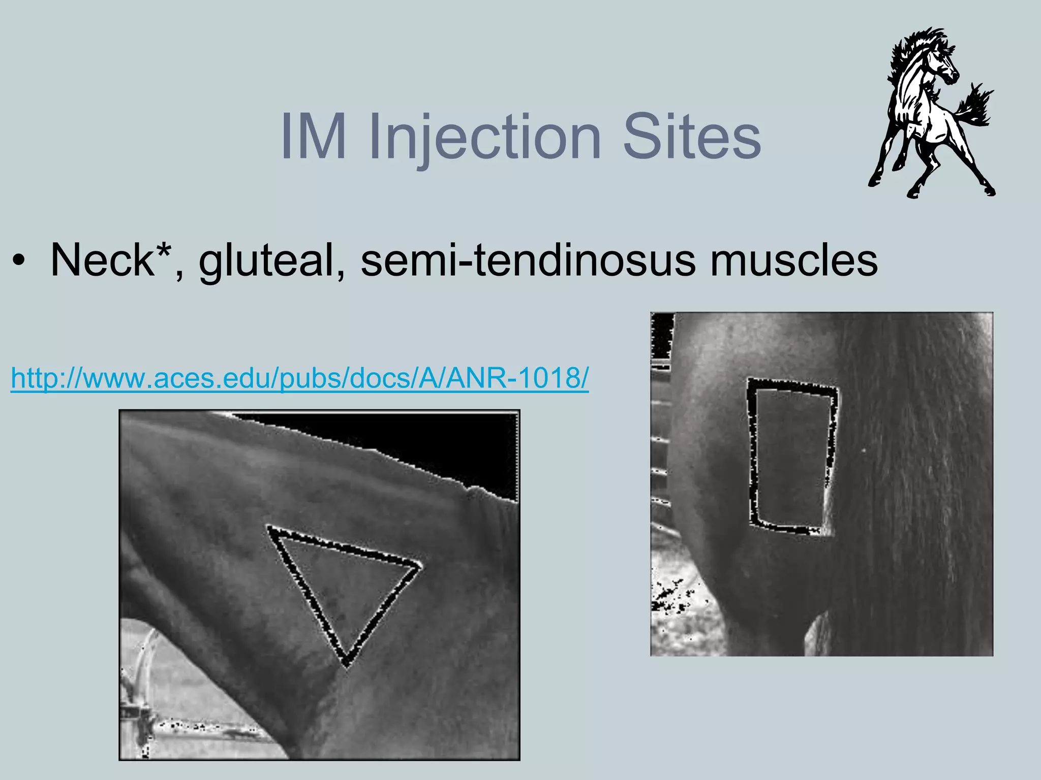 IM Injection Sites
• Neck*, gluteal, semi-tendinosus muscles

http://www.aces.edu/pubs/docs/A/ANR-1018/
 