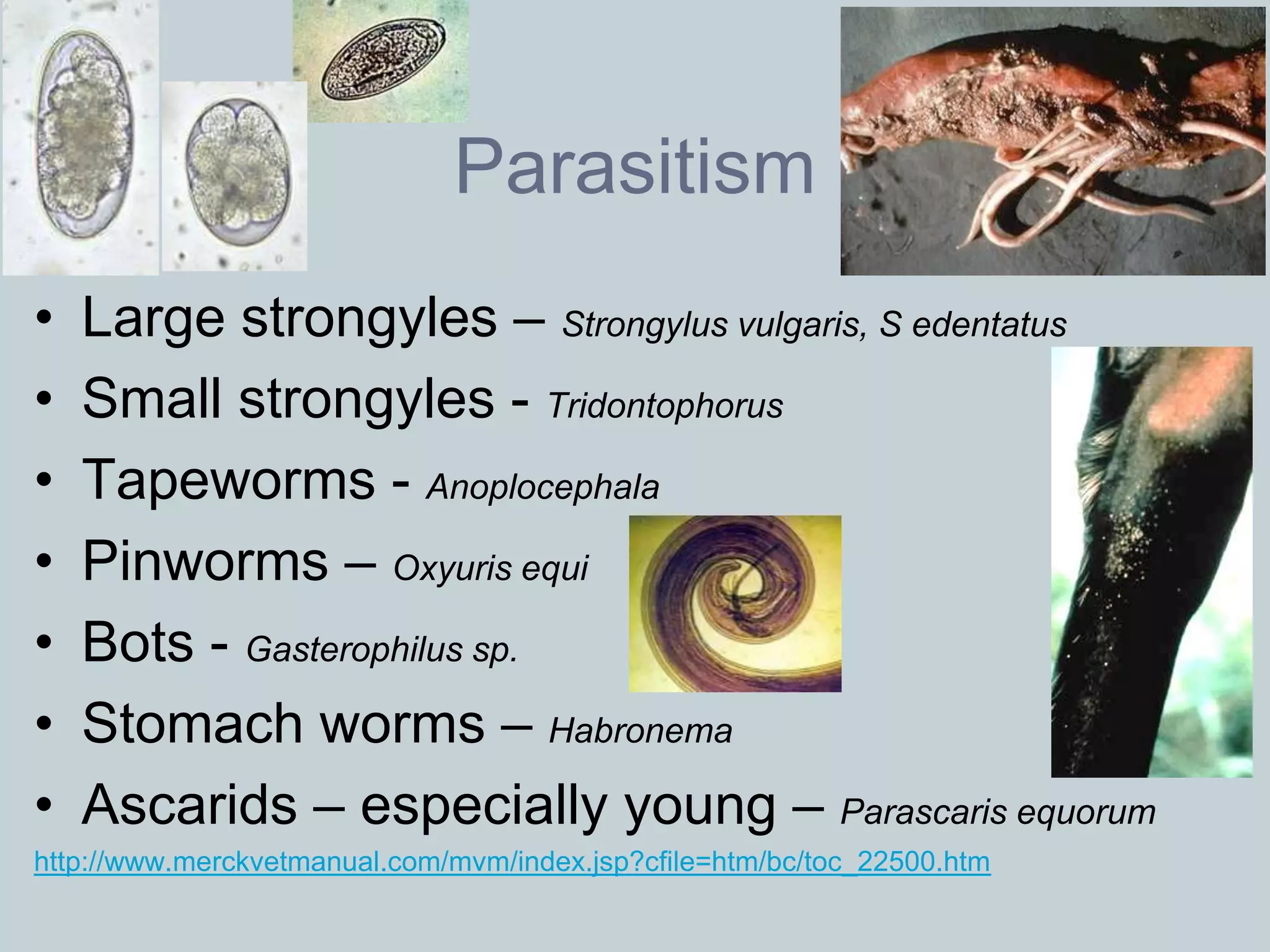 Parasitism
•   Large strongyles – Strongylus vulgaris, S edentatus
•   Small strongyles - Tridontophorus
•   Tapeworms - Anoplocephala
•   Pinworms – Oxyuris equi
•   Bots - Gasterophilus sp.
•   Stomach worms – Habronema
•   Ascarids – especially young – Parascaris equorum
http://www.merckvetmanual.com/mvm/index.jsp?cfile=htm/bc/toc_22500.htm
 