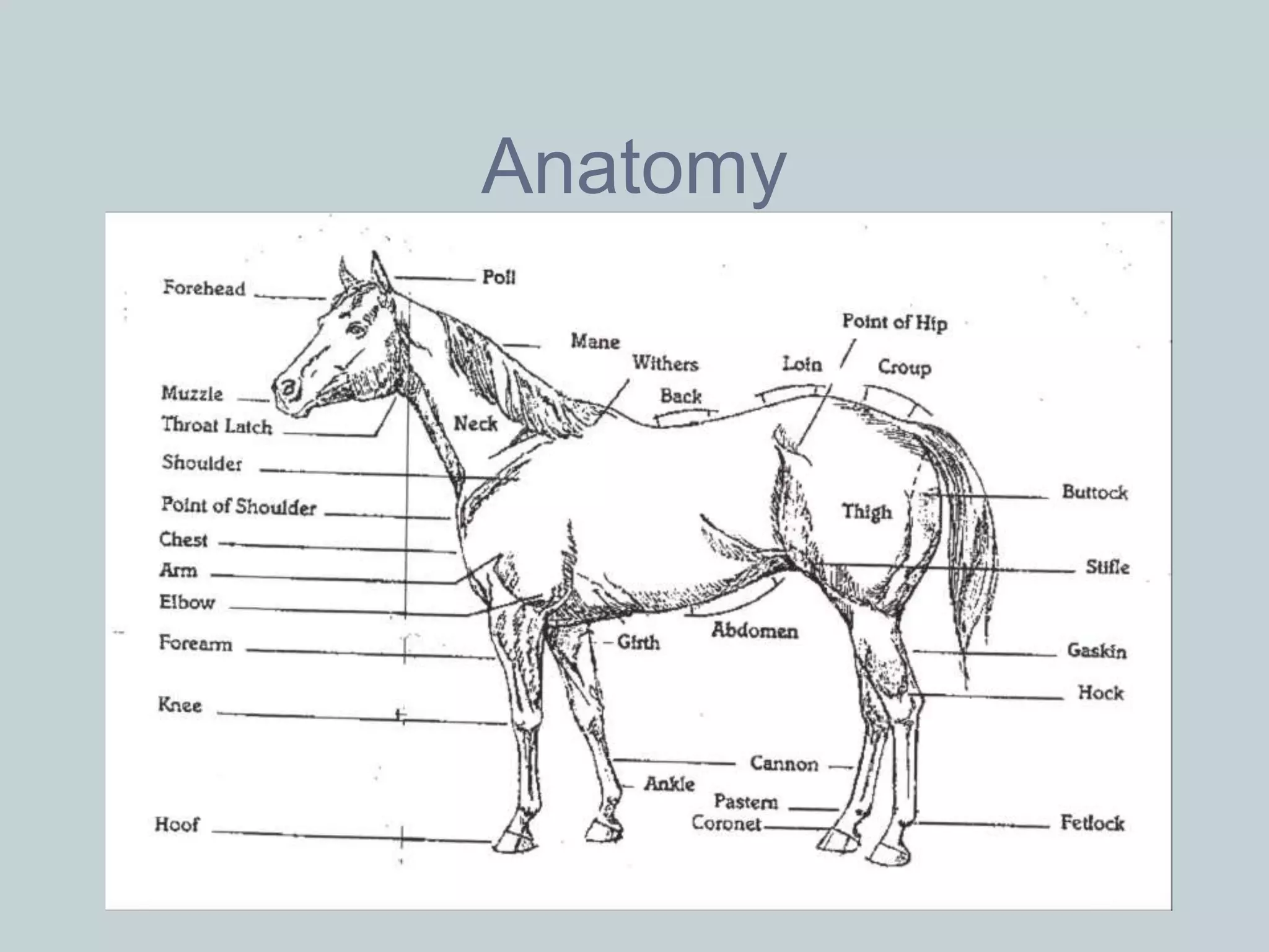 Anatomy
 