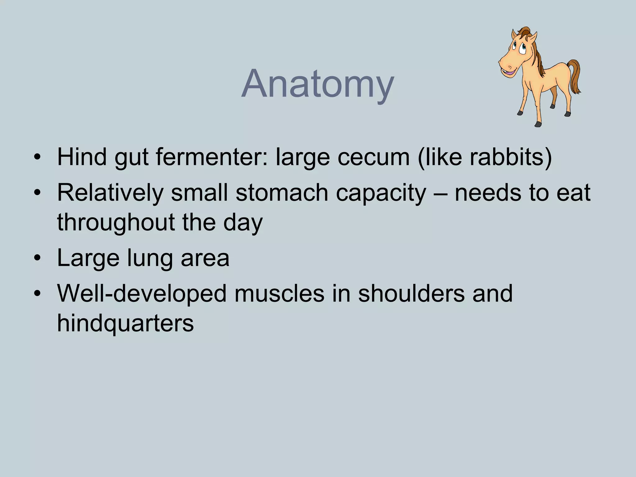 Anatomy
• Hind gut fermenter: large cecum (like rabbits)
• Relatively small stomach capacity – needs to eat
  throughout the day
• Large lung area
• Well-developed muscles in shoulders and
  hindquarters
 