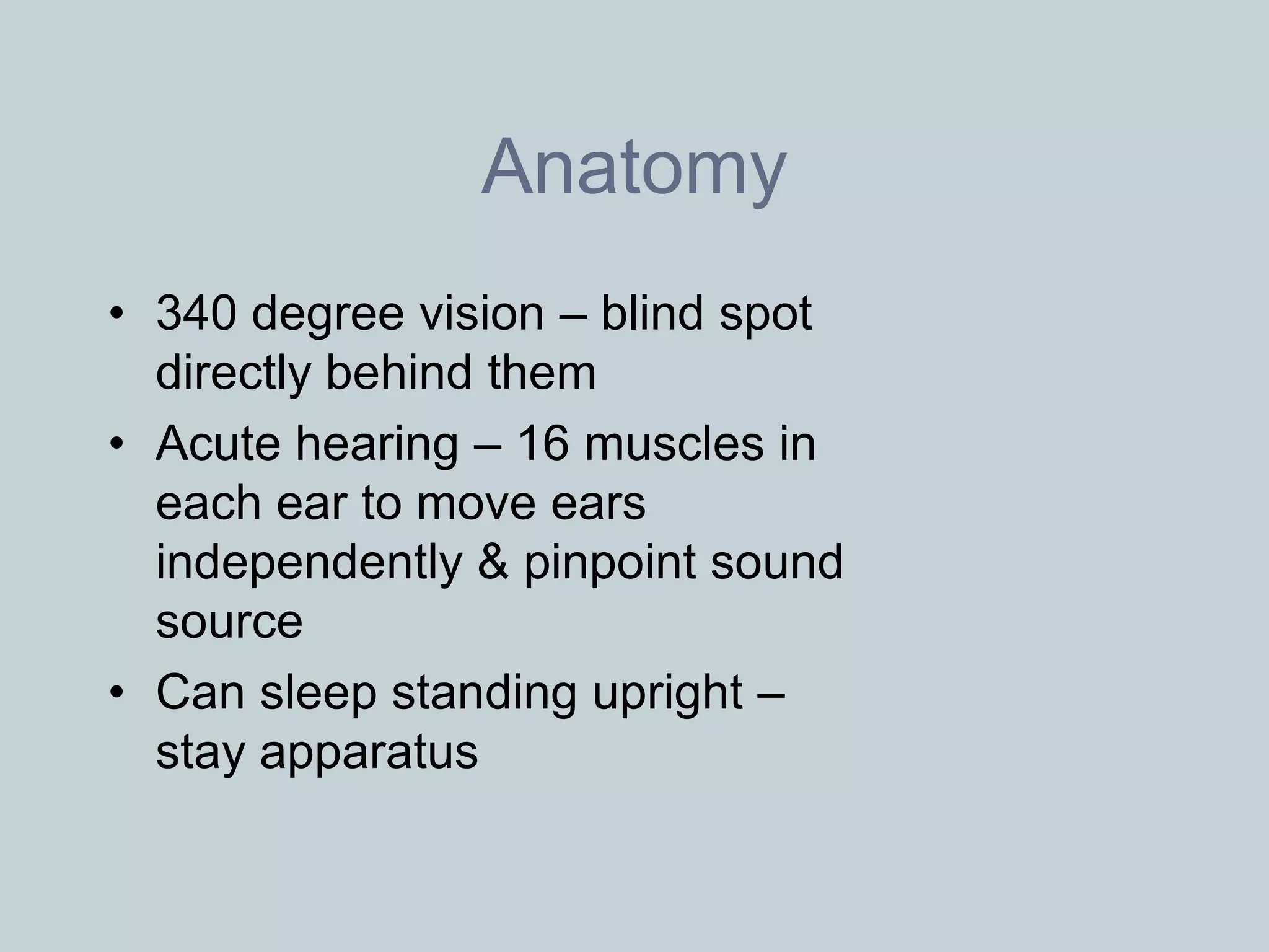 Anatomy
• 340 degree vision – blind spot
  directly behind them
• Acute hearing – 16 muscles in
  each ear to move ears
  independently & pinpoint sound
  source
• Can sleep standing upright –
  stay apparatus
 