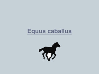 Equus caballus
 