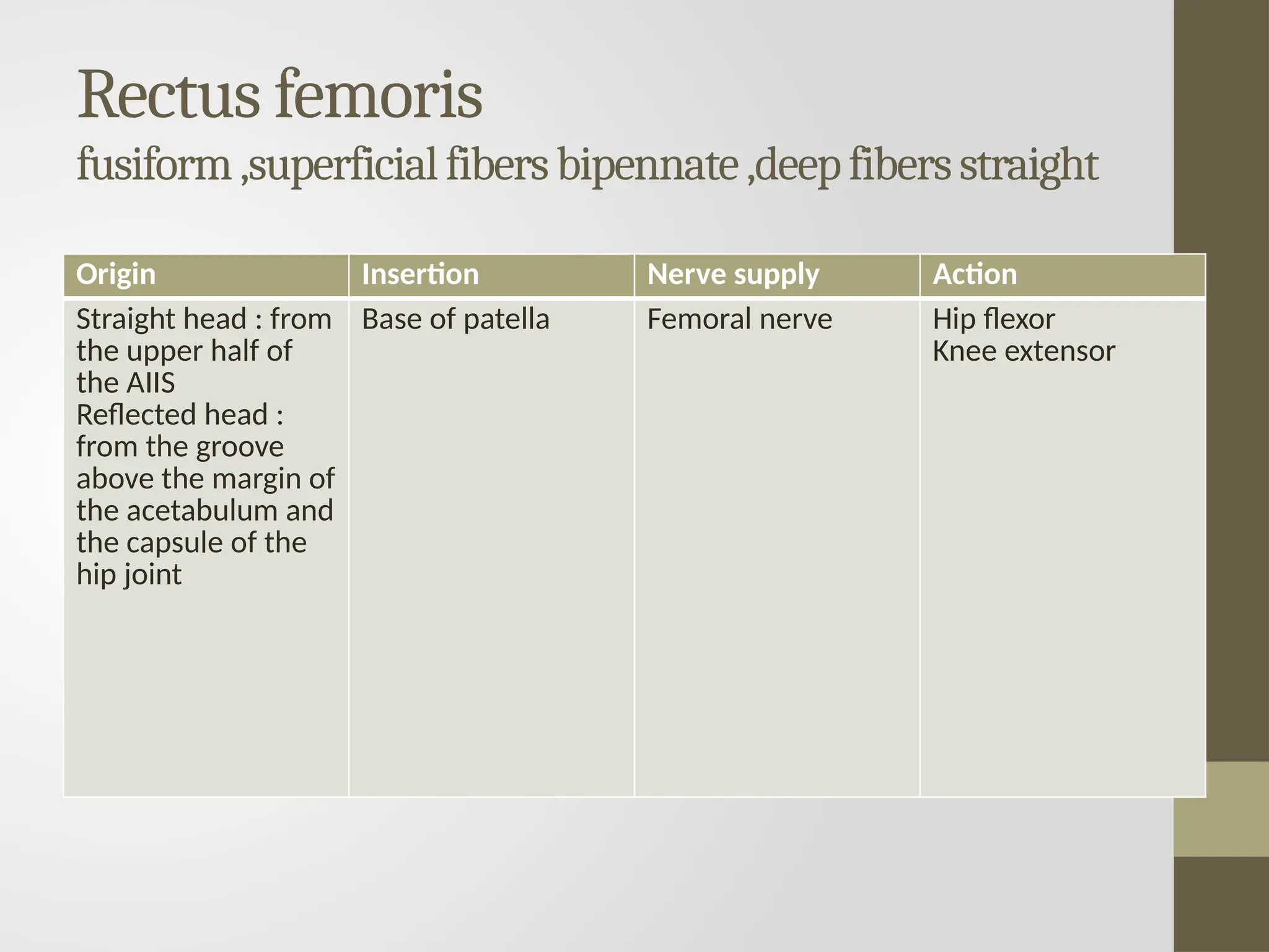 Rectus femoris
fusiform,superficialfibersbipennate,deepfibersstraight
Origin Insertion Nerve supply Action
Straight head : from
the upper half of
the AIIS
Reflected head :
from the groove
above the margin of
the acetabulum and
the capsule of the
hip joint
Base of patella Femoral nerve Hip flexor
Knee extensor
 