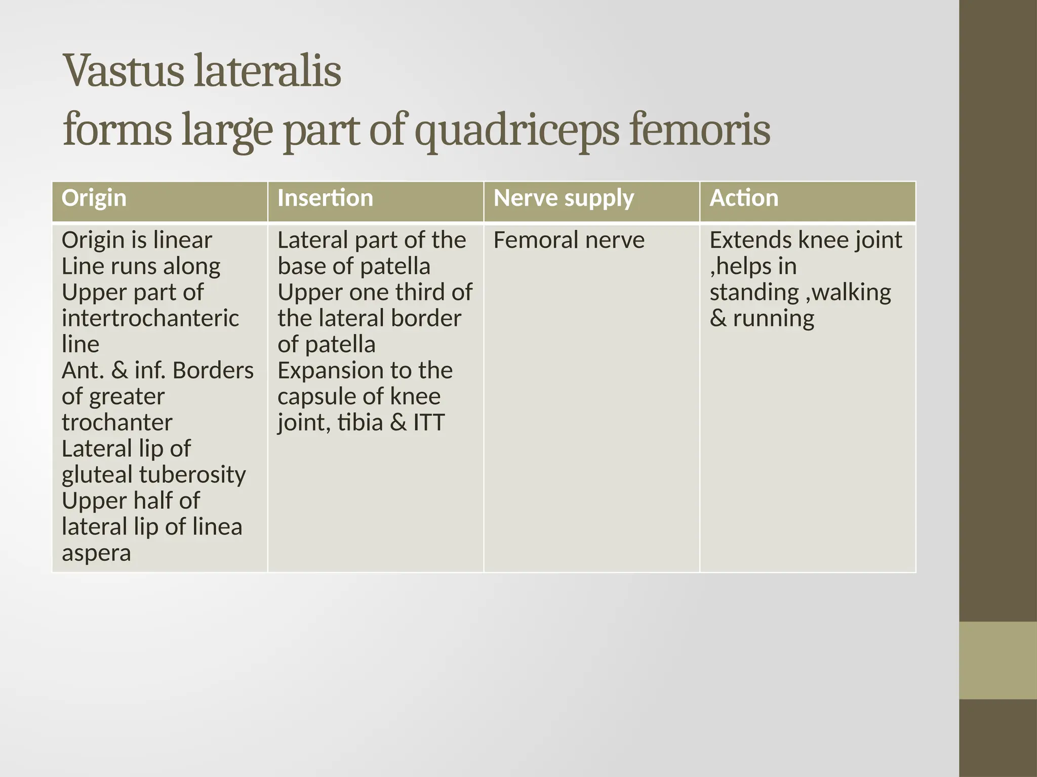 Vastus lateralis
forms large part of quadriceps femoris
Origin Insertion Nerve supply Action
Origin is linear
Line runs along
Upper part of
intertrochanteric
line
Ant. & inf. Borders
of greater
trochanter
Lateral lip of
gluteal tuberosity
Upper half of
lateral lip of linea
aspera
Lateral part of the
base of patella
Upper one third of
the lateral border
of patella
Expansion to the
capsule of knee
joint, tibia & ITT
Femoral nerve Extends knee joint
,helps in
standing ,walking
& running
 