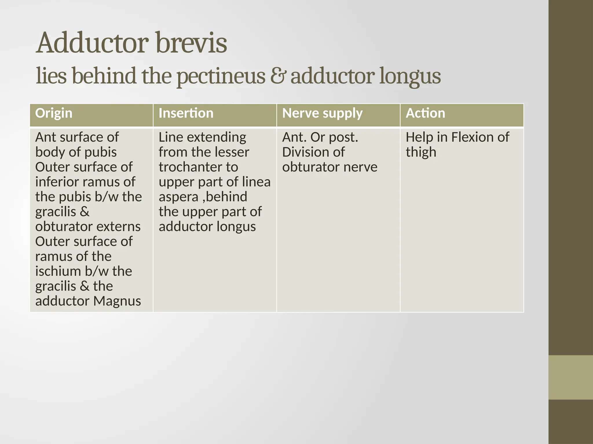 Adductor brevis
lies behind the pectineus & adductor longus
Origin Insertion Nerve supply Action
Ant surface of
body of pubis
Outer surface of
inferior ramus of
the pubis b/w the
gracilis &
obturator externs
Outer surface of
ramus of the
ischium b/w the
gracilis & the
adductor Magnus
Line extending
from the lesser
trochanter to
upper part of linea
aspera ,behind
the upper part of
adductor longus
Ant. Or post.
Division of
obturator nerve
Help in Flexion of
thigh
 