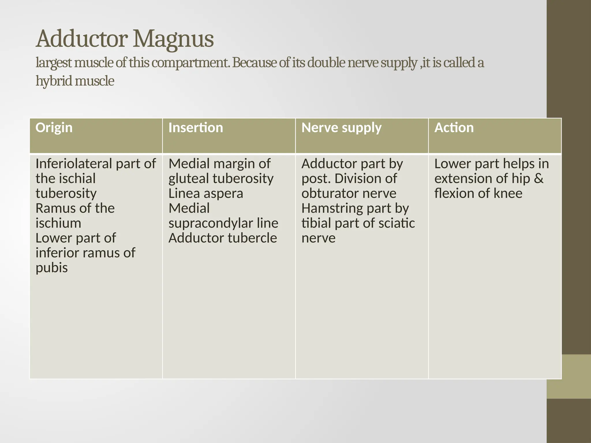 Adductor Magnus
largestmuscleofthiscompartment.Becauseofitsdoublenervesupply,itiscalleda
hybridmuscle
Origin Insertion Nerve supply Action
Inferiolateral part of
the ischial
tuberosity
Ramus of the
ischium
Lower part of
inferior ramus of
pubis
Medial margin of
gluteal tuberosity
Linea aspera
Medial
supracondylar line
Adductor tubercle
Adductor part by
post. Division of
obturator nerve
Hamstring part by
tibial part of sciatic
nerve
Lower part helps in
extension of hip &
flexion of knee
 