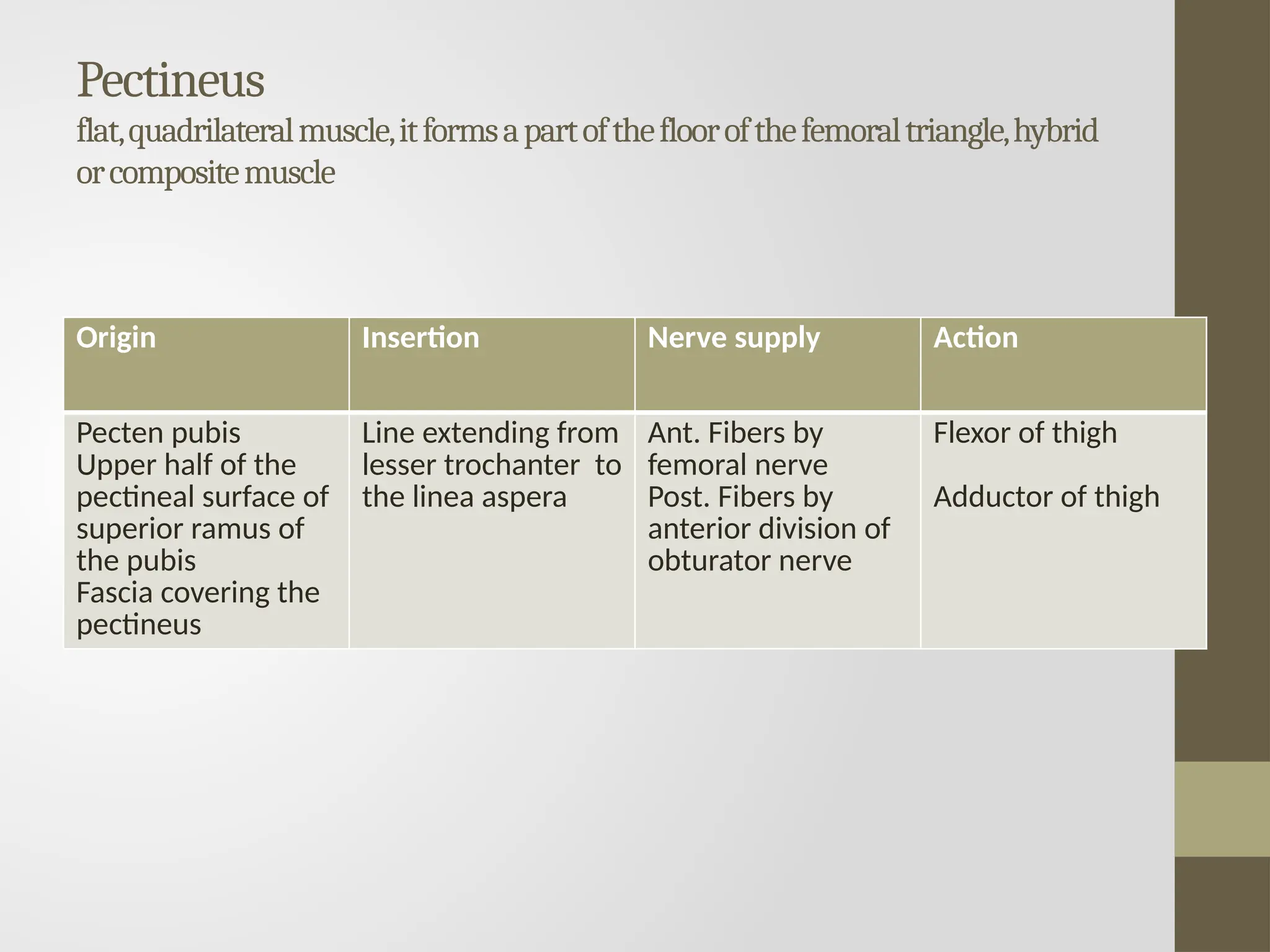 Pectineus
flat,quadrilateralmuscle,itformsapartofthefloorofthefemoraltriangle,hybrid
orcompositemuscle
Origin Insertion Nerve supply Action
Pecten pubis
Upper half of the
pectineal surface of
superior ramus of
the pubis
Fascia covering the
pectineus
Line extending from
lesser trochanter to
the linea aspera
Ant. Fibers by
femoral nerve
Post. Fibers by
anterior division of
obturator nerve
Flexor of thigh
Adductor of thigh
 