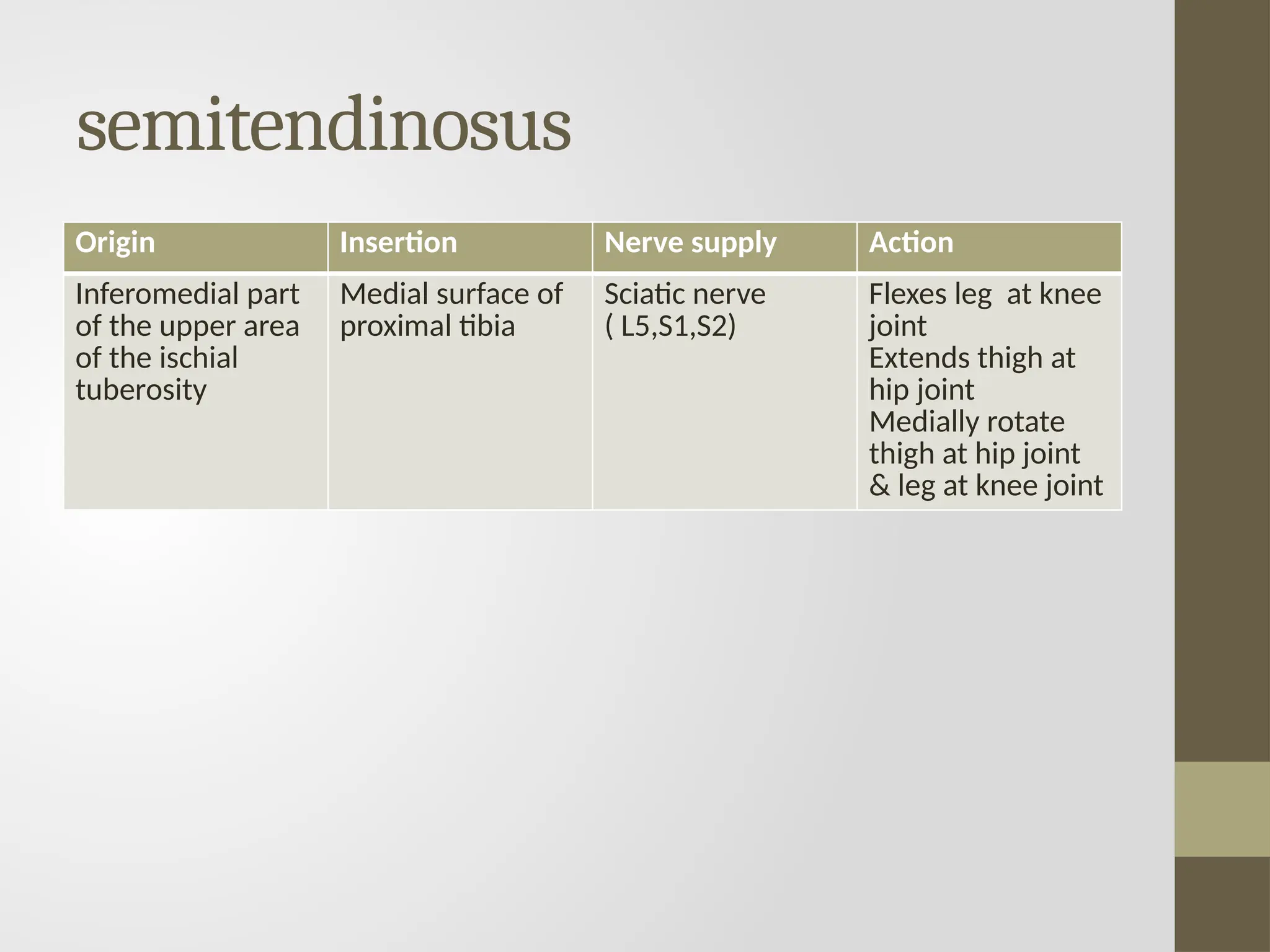 semitendinosus
Origin Insertion Nerve supply Action
Inferomedial part
of the upper area
of the ischial
tuberosity
Medial surface of
proximal tibia
Sciatic nerve
( L5,S1,S2)
Flexes leg at knee
joint
Extends thigh at
hip joint
Medially rotate
thigh at hip joint
& leg at knee joint
 