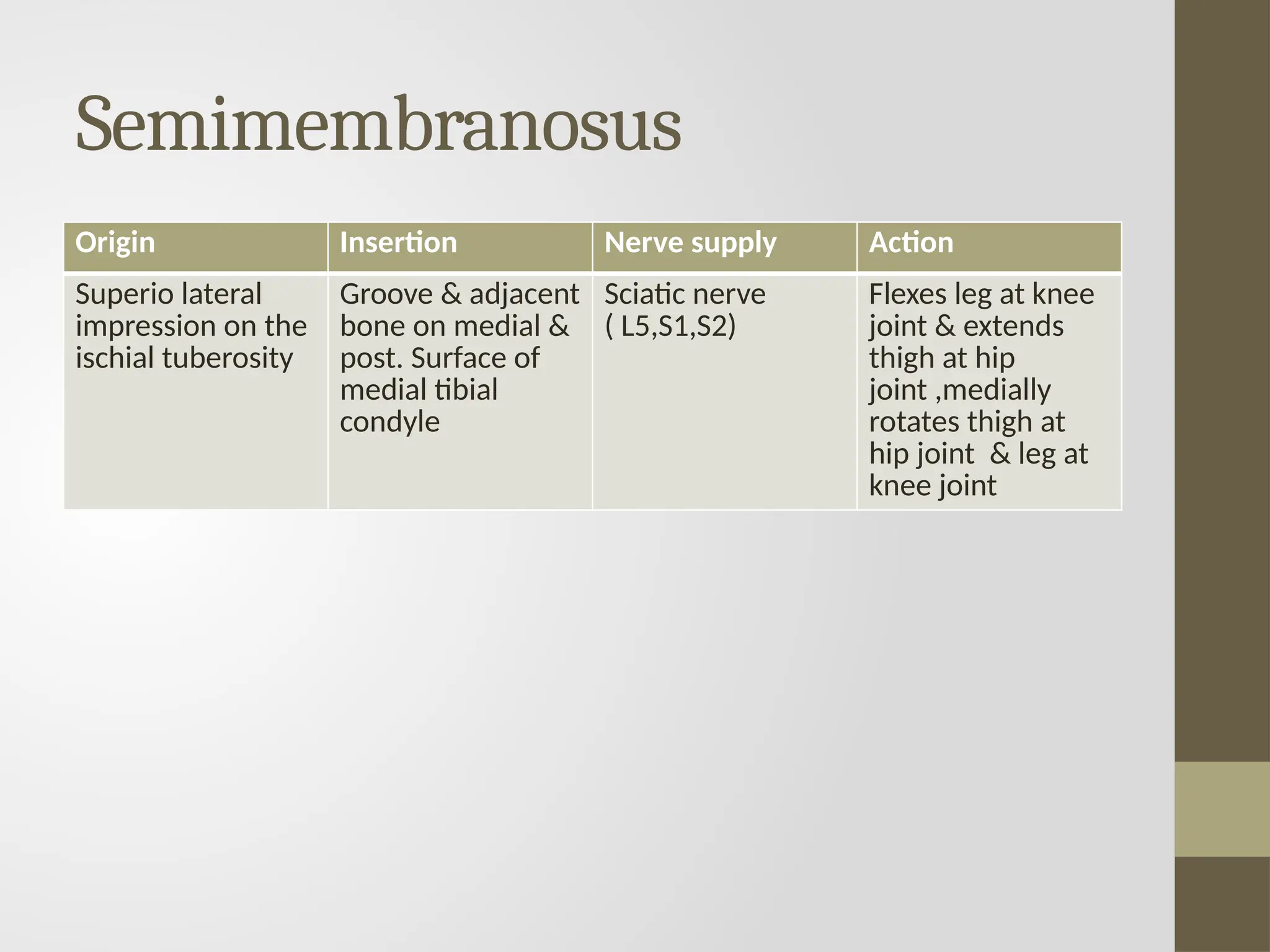 Semimembranosus
Origin Insertion Nerve supply Action
Superio lateral
impression on the
ischial tuberosity
Groove & adjacent
bone on medial &
post. Surface of
medial tibial
condyle
Sciatic nerve
( L5,S1,S2)
Flexes leg at knee
joint & extends
thigh at hip
joint ,medially
rotates thigh at
hip joint & leg at
knee joint
 
