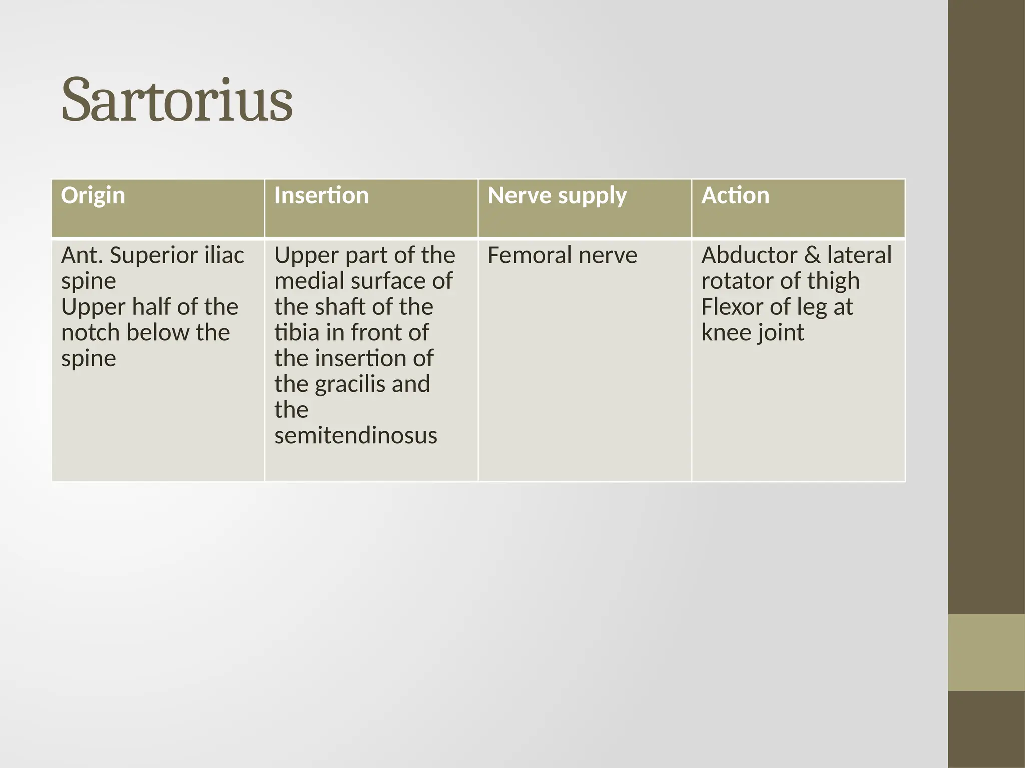 Sartorius
Origin Insertion Nerve supply Action
Ant. Superior iliac
spine
Upper half of the
notch below the
spine
Upper part of the
medial surface of
the shaft of the
tibia in front of
the insertion of
the gracilis and
the
semitendinosus
Femoral nerve Abductor & lateral
rotator of thigh
Flexor of leg at
knee joint
 