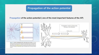 lec 05 PROPERTIES OF NEURON ppt presentation by Dr nazneen | PDF